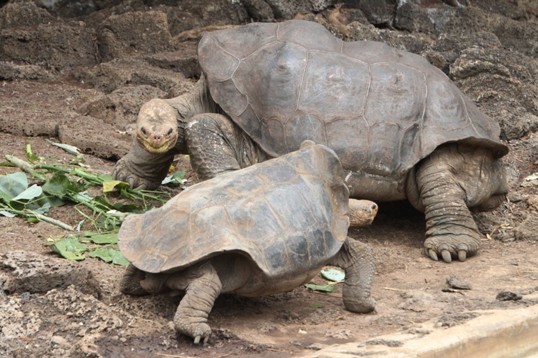 galapagos